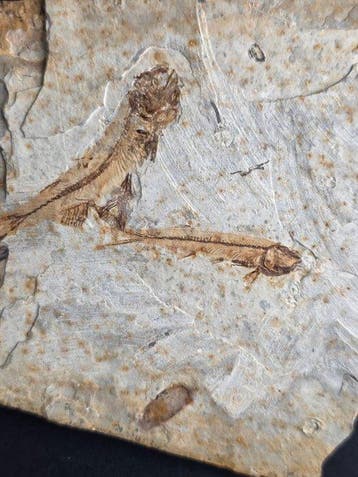 Vis - Gefossiliseerd dier - Lycoptera - 11,4 cm (Zonder