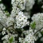 Geurolie Sering voor melts kaarsen en zeep 20 ml, Ophalen of Verzenden, Nieuw