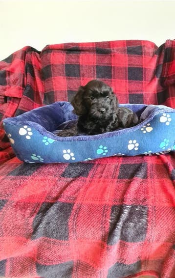 Doxiepoo puppies! (Dwergteckeltje x dwergpoedel), Parvo, 8 tot 15 weken, Meerdere, Nederland