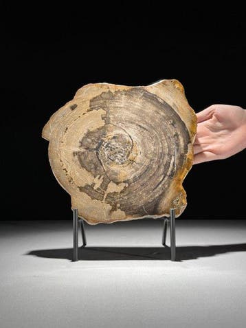 Prachtige schijf versteend hout op een op maat gemaakte
