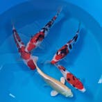 Japanse koi vanaf €22 - Ook met Pinksteren geopend, Karper of Koi