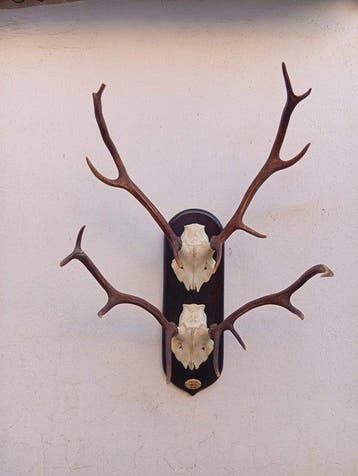 Hert Taxidermie wandmontage - Cervus elaphus hispanicus