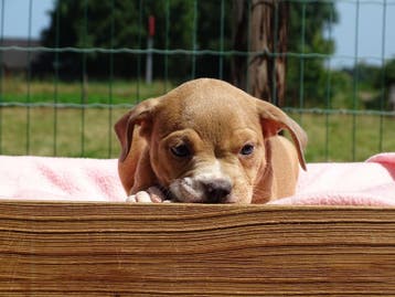 Old English Bulldog-pups! Beschikbaar, Dieren en Toebehoren, Honden | Bulldogs, Pinschers en Molossers, Parvo, Nederland, 8 tot 15 weken
