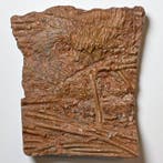 Zeelelie - Fossiele sterfteplaat - Scyphocrinites elegans -