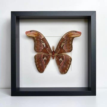 Atlasmot Taxidermie volledige montage - Atlas Moth – Attacus, Nieuw