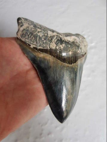 Megalodon - Fossiele tand - 12.6 cm - 10 cm