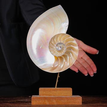 Fibonacci-spiral - Parelmoeren Nautilus - De Spiraal van het