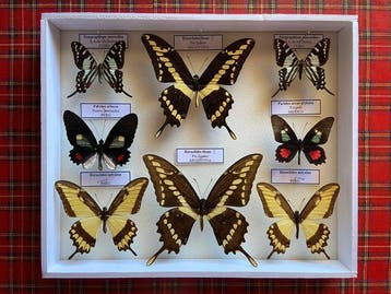 Vlinder Taxidermie volledige montage - Papilio - 30 cm - 25, Nieuw