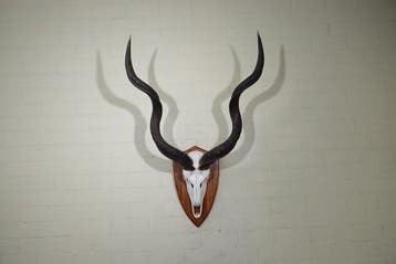Greater Kudu Schedel - Tragelaphus strepsiceros - 40 cm -, Nieuw
