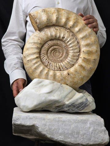 Ammoniet - Gefossiliseerd dier - Large Ammonite Fossil on