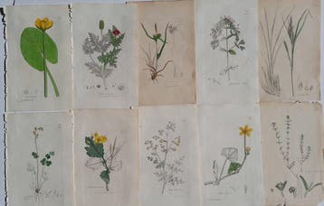 James Sowerby - No. 21 hancoloured botanical plates from