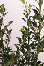 Hulst Alaska/Ilex aquifolium Alaska 50t/m175cm, Ophalen of Verzenden, Overige soorten, Haag, 100 tot 250 cm