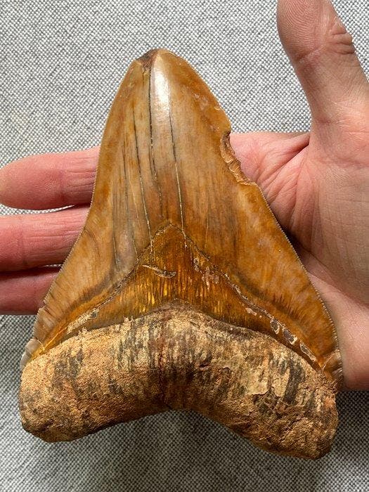 Grote Megalodon-tand 14,5 cm - Fossiele tand - Carcharocles, Verzamelen, Mineralen en Fossielen