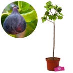 Vijgenboom Ficus carica Black Mission + Pot 17, Tuin en Terras, Planten | Fruitbomen, Verzenden, Volle zon
