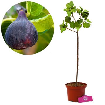 Vijgenboom Ficus carica Black Mission + Pot 17, Tuin en Terras, Verzenden, Volle zon