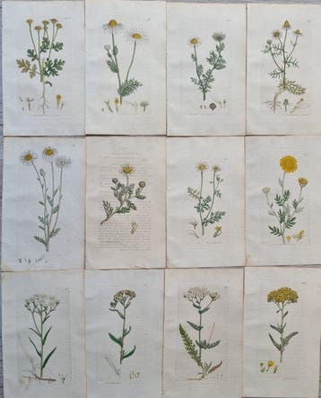 James Edward Smith / James Sowerby - Lot. of 24 sheets -