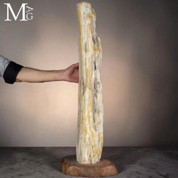 Oud versteend hout stamsegment - natuurlijke vorm