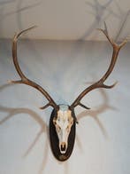Hert Schedel met gewei - Cervus elaphus hispanicus - 70 cm -