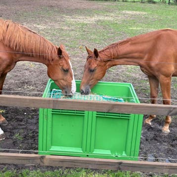 Slowfeeder hooibak XXL 1 kuub paard, Ophalen of Verzenden, Nieuw