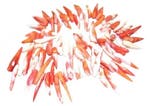 1 x Koraal hanger pepervorm 25 x 8 mm – oranje (Kralen), Ophalen of Verzenden, Nieuw, Kraal