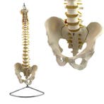 Anatomie model wervelkolom, flexibel, 83 cm, Nieuw