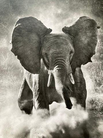 Sebastião Salgado (1944–2025) - Kafue National Park, Zambia,