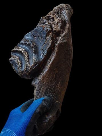 Stegodont - Gefossiliseerde kaak - 40 cm - 15 cm, Verzamelen, Mineralen en Fossielen