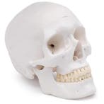 Anatomie model schedel (3-delig), Nieuw