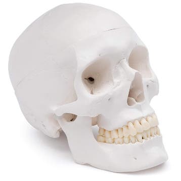 Anatomie model schedel (3-delig), Nieuw