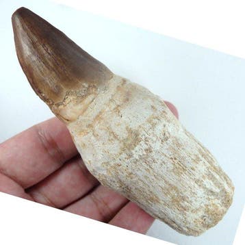 Mosasaurus - Fossiele tand (Zonder minimumprijs), Verzamelen