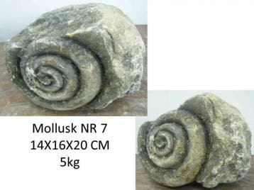 versteende schelp, fossiel schelp, mollusk, slakkenhuis, Verzamelen, Ophalen of Verzenden, Mineraal