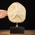 Fossiel echinoïde - Clypeaster cipollae op decoratieve