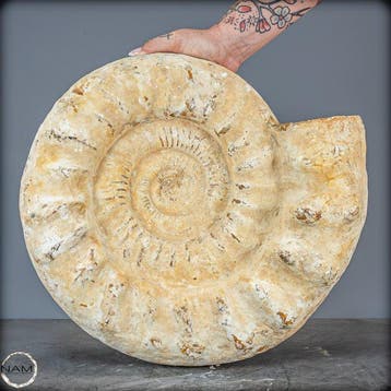 Zeldzame natuurlijke opaalachtige ammoniet Euaspidoceras