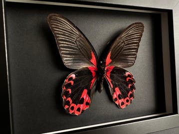 Vlinder Taxidermie volledige montage - Papilio Rumanzovia -
