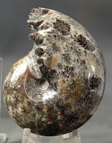 Adembenemende ammoniet - Topbehoud - Gefossiliseerd dier -