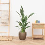 Green Bubble - Strelitzia Reginea - 120cm - Ø27 cm, Ophalen of Verzenden