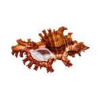 Sauls Murex Taxidermie wandmontage - Chicoreus saulii - 8.5, Antiek en Kunst