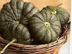 Thai Large Pumpkin Moschata Pompoen zaden, Ophalen of Verzenden, Nieuw