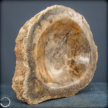 Natuurlijke grote kom van versteend hout uit Indonesië-