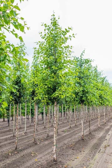 Betula nigra hoogstam