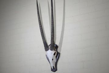 Gemsbok schedel Schedel van een zoogdier - Oryx gazella -, Verzamelen, Dierenverzamelingen, Nieuw