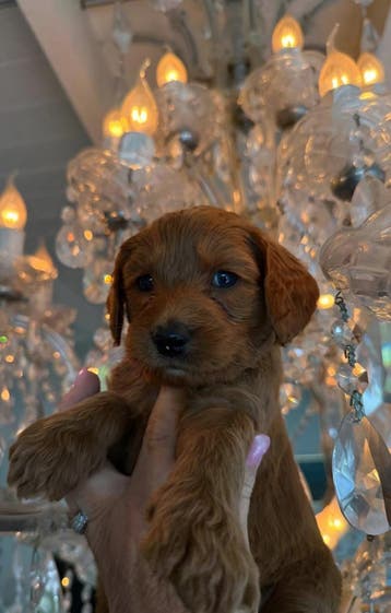 Doodledream diamantjes, Parvo, Nederland, Overige rassen, 8 tot 15 weken