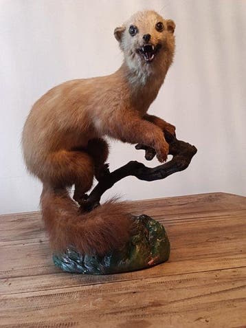 Martres des pins Taxidermie volledige montage - Martes