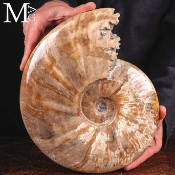 Cleoniceras ammoniet – Onderkrijt – Madagaskar – Natuurlijk