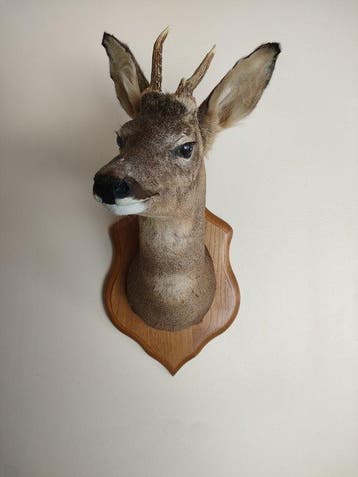 Ree Taxidermie volledige montage - Capreolus capreolus - 57