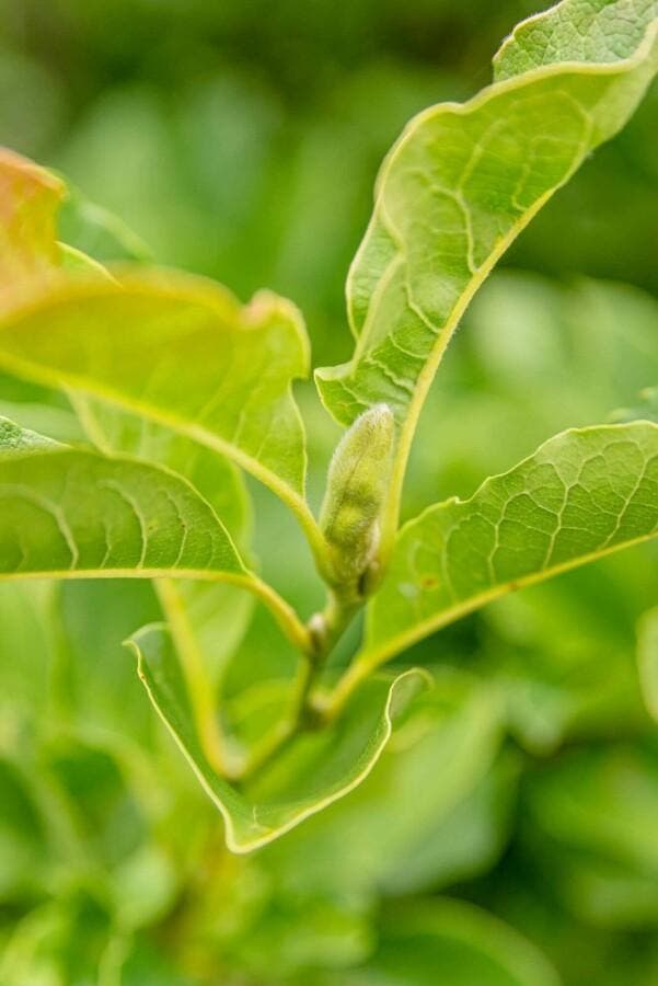 Magnolia kobus leiboom, Tuin en Terras, Planten | Tuinplanten