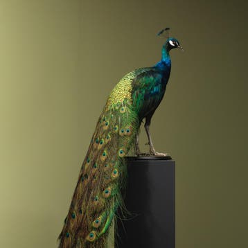 Blauwe Pauw Taxidermie Opgezette Dieren By Max, Verzamelen, Dierenverzamelingen, Ophalen of Verzenden, Nieuw, Vogel, Opgezet dier