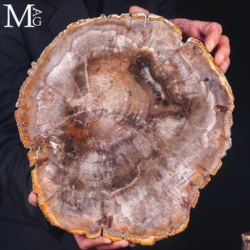 Versteend hout platen - Triasperiode - 220 miljoen jaar, Verzamelen