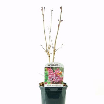 Syringa vulg. Michel Buchner container (17) Sierplanten, Tuin en Terras, Verzenden, Overige soorten, Struik