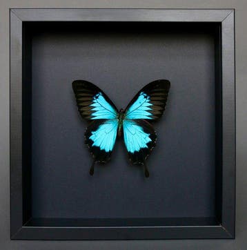 Vlinder Taxidermie volledige montage - Papilio Ulysses - 23, Nieuw